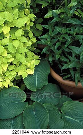 Picture - Hortus Botanicus, Botanical Gardens, Leaves, Plants, Pot, Amsterdam, Netherlands.. Fotosearch