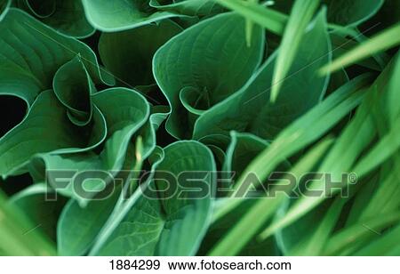 Stock Photo - Hosta Leaves, Close Up. Fotosearch