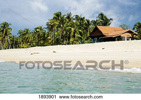 House Amongst Palm Trees On Deserted Beach View Large Photo Image Stock Image - House Amongst Palm Trees On Deserted Beach. Fotosearch