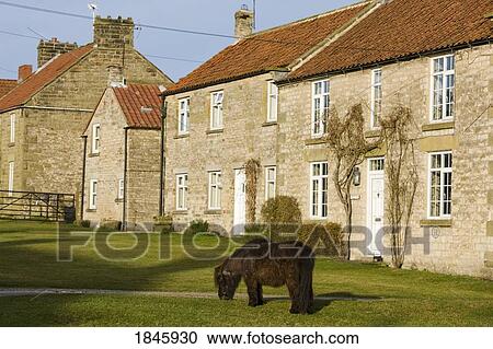 Stock Image - House And Pony Grazing; Levisham, North Yorkshire, England. Fotosearch