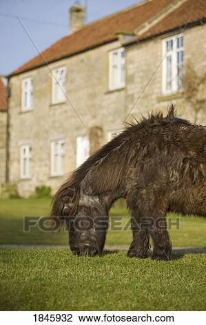 House And Pony Grazing; Levisham, North Yorkshire, England View Large Photo Image Stock Image - House And Pony Grazing; Levisham, North Yorkshire, England. Fotosearch