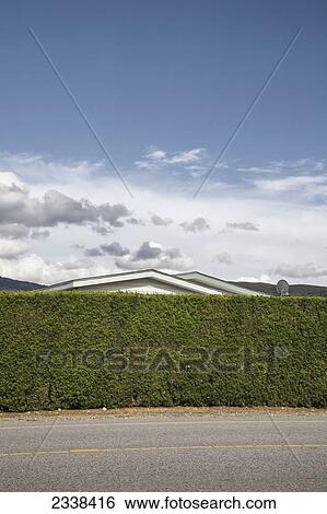 Stock Photograph - House Behind Tall Hedge; Oliver, British Columbia, Canada. Fotosearch