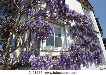 House with purple blossoms on a tree growing on the exterior walls; Winchester, Hampshire, England View Large Photo Image Stock Photography - House with purple blossoms on a tree growing on the exterior walls; Winchester, Hampshire, England. Fotosearch