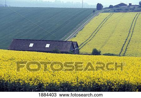 Stock Image - Houses Among Yellow Rape Seed Field. Fotosearch