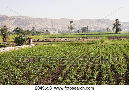 Houses, Western Thebes, Qina, Egypt View Large Photo Image Stock Image - Houses, Western Thebes, Qina, Egypt. Fotosearch