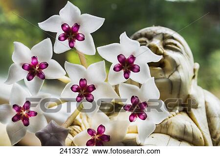 Stock Image - Hoya Bella flower plant; United Kingdom. Fotosearch