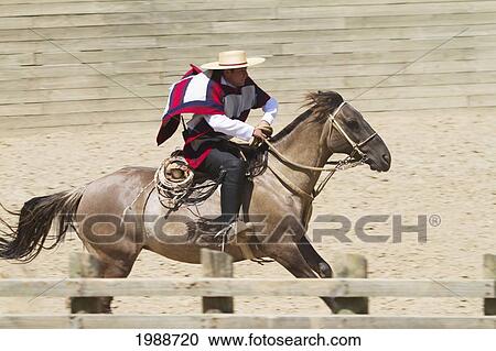 Stock Image - Huaso On Horseback During A Chilean Rodeo At The Medialuna Of Estancia El Cuadro, Casablanca Valley, Valparaiso Region, Chile. Fotosearch
