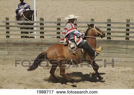 Stock Photo - Huaso On Horseback During A Chilean Rodeo At The Medialuna Of Estancia El Cuadro, Casablanca Valley, Valparaiso Region, Chile. Fotosearch