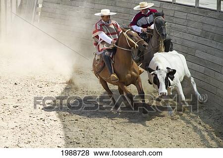 Stock Photo - Huasos On Horseback Corralling A Calf During A Chilean Rodeo At The Medialuna Of Estancia El Cuadro, Casablanca Valley, Valparaiso Region, Chile. Fotosearch