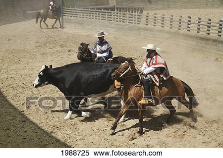 Stock Photography - Huasos On Horseback Corralling A Calf During A Chilean Rodeo At The Medialuna Of Estancia El Cuadro, Casablanca Valley, Valparaiso Region, Chile. Fotosearch