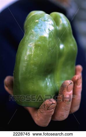 Huge Green Pepper On Market Stall In Capri, Italy Photo: Jill Mead/Axiom/ View Large Photo Image Stock Photography - Huge Green Pepper On Market Stall In Capri, Italy Photo: Jill Mead/Axiom/. Fotosearch