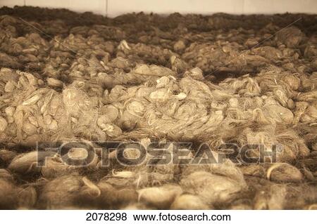 Stock Photo - Human Hair Harvested From The Murder Victims To Be Used In The Manufacture Of Coat Linings, Auschwitz Concentration Camp, Oswiecim, Malopolska, Poland. Fotosearch