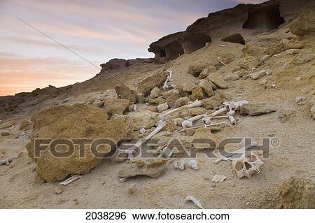 Stock Photograph - Human Remains And Bones Scattered Near Tombs Outside The Town Of Siwa At The Siwa Oasis; Siwa Egypt. Fotosearch