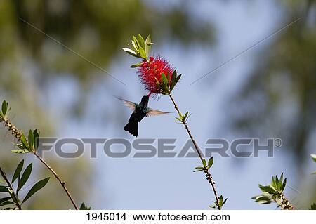 Hummingbird, Estancia Santa Susana, Los Cardales, Provincia de Buenos Aires, Argentina View Large Photo Image Picture - Hummingbird, Estancia Santa Susana, Los Cardales, Provincia de Buenos Aires, Argentina. Fotosearch