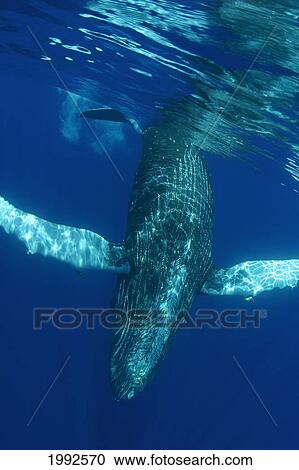 Humpback Whale (Megaptera Novaeangliae) Underwater In The Pacific Ocean View Large Photo Image Stock Image - Humpback Whale (Megaptera Novaeangliae) Underwater In The Pacific Ocean. Fotosearch