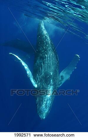 Stock Image - Humpback Whale (Megaptera Novaeangliae) Underwater In The Pacific Ocean. Fotosearch