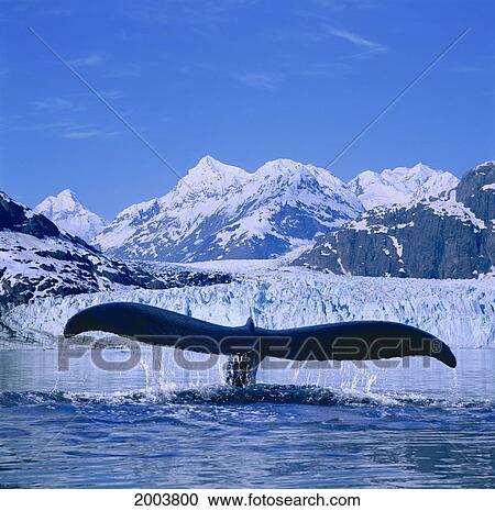 Stock Image - Humpback Whale (Megaptera Novaeangliae) Lifting Flukes, Margerie Glacier In Background, Blue Sky. Fotosearch
