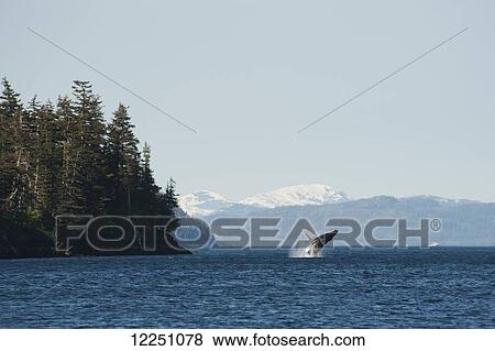 Stock Photo - Humpback whale (Megaptera novaeangliae) breaching in Prince William Sound; Alaska, United States of America. Fotosearch
