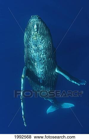 Humpback Whale (Megaptera Novaeangliae) Underwater In The Pacific Ocean View Large Photo Image Stock Photo - Humpback Whale (Megaptera Novaeangliae) Underwater In The Pacific Ocean. Fotosearch