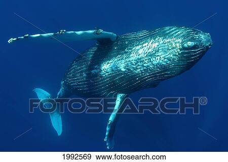 Stock Photo - Humpback Whale (Megaptera Novaeangliae) Underwater In The Pacific Ocean. Fotosearch
