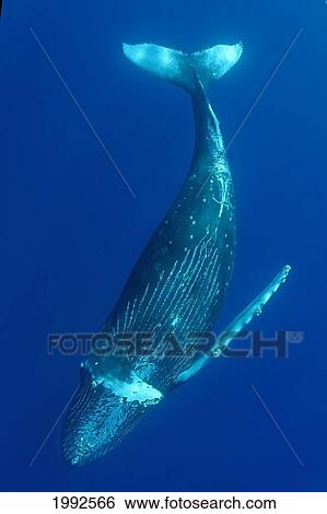 Stock Photograph - Humpback Whale (Megaptera Novaeangliae) Underwater In The Pacific Ocean. Fotosearch