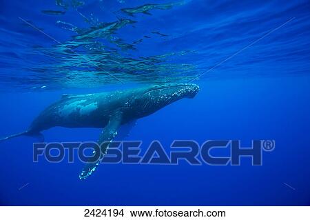 Picture - Humpback whale (Megaptera novaeangliae); Hawaii, United States of America. Fotosearch