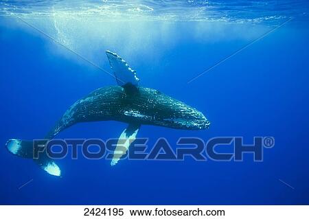 Stock Photography - Humpback whale (Megaptera novaeangliae); Hawaii, United States of America. Fotosearch