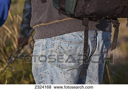 Hundreds of mosquitos cover the behind of a man in Grasslands National Park; Saskatchewan, Canada View Large Photo Image Stock Photo - Hundreds of mosquitos cover the behind of a man in Grasslands National Park; Saskatchewan, Canada. Fotosearch