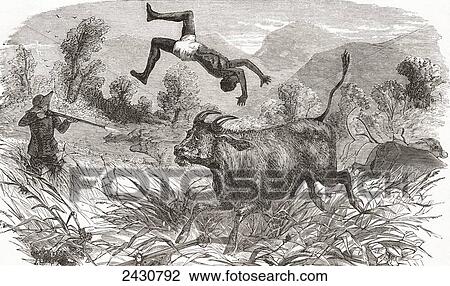 Stock Image - Hunting buffalo in Africa in the nineteenth century. From El Museo Popular, published 1887.. Fotosearch