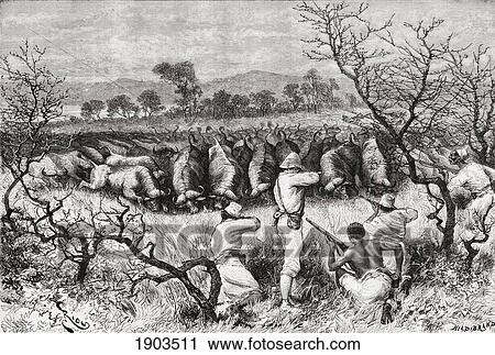 Stock Image - Hunting Buffalo In Central Africa In The Late 19Th Century. From The Book Africa Pintoresca Published 1888.. Fotosearch