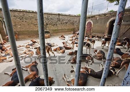 Hunting Dogs In The Kennels Of Chateau De Cheverny, Cheverny, France View Large Photo Image Stock Photo - Hunting Dogs In The Kennels Of Chateau De Cheverny, Cheverny, France. Fotosearch