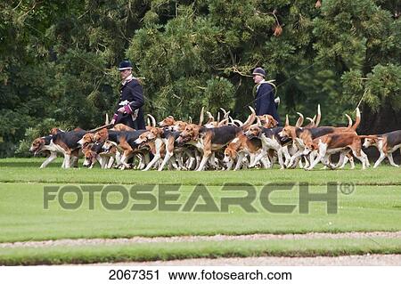 Stock Image - Hunting Dogs In The Park Of Chateau De Cheverny, Cheverny, France. Fotosearch