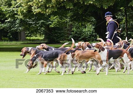 Hunting Dogs In The Park Of Chateau De Cheverny, Cheverny, France View Large Photo Image Stock Image - Hunting Dogs In The Park Of Chateau De Cheverny, Cheverny, France. Fotosearch
