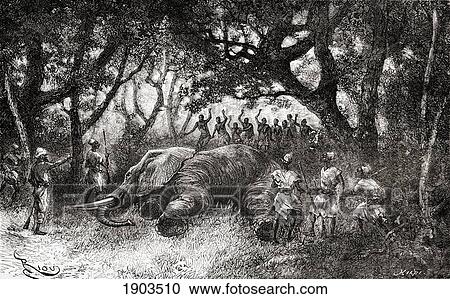 Hunting Elephants In Central Africa In The Late 19Th Century. From The Book Africa Pintoresca Published 1888. View Large Photo Image Stock Image - Hunting Elephants In Central Africa In The Late 19Th Century. From The Book Africa Pintoresca Published 1888.. Fotosearch