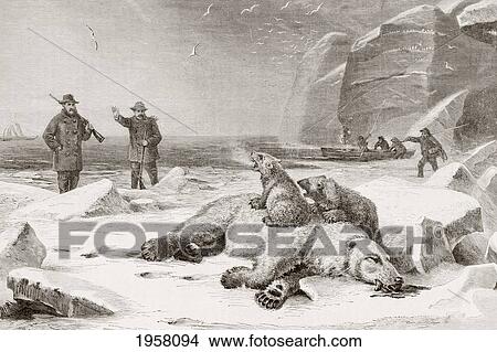 Picture - Hunting The Polar Bear (Ursus Maritimus) In The Arctic Circle During The Late 19Th Century. Two Cubs Defend The Body Of Their Mother Which Has Been Shot. From El Mundo Ilustrado, Published Barcelona, Circa 1880.. Fotosearch