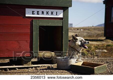 Stock Image - Husky dog, Bear Island meteorological station; Svalbard, Norway. Fotosearch