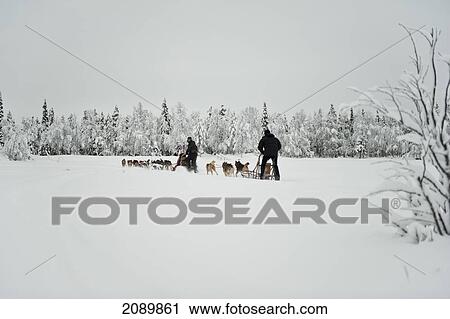 Stock Image - Husky Sled Tour At The Polar Speed Husky Farm, Levi, Lapland, Finland. Fotosearch