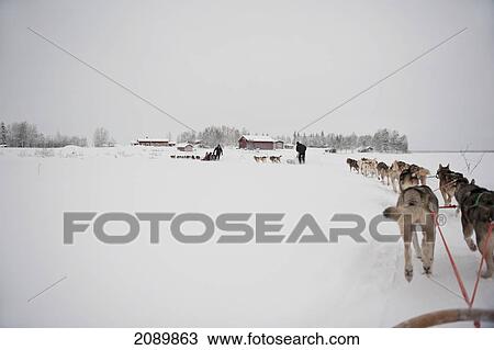 Stock Image - Husky Sled Tour At The Polar Speed Husky Farm, Levi, Lapland, Finland. Fotosearch