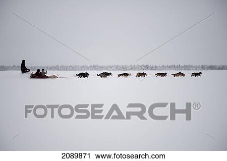 Stock Image - Husky Sled Tour At The Polar Speed Husky Farm, Levi, Lapland, Finland. Fotosearch