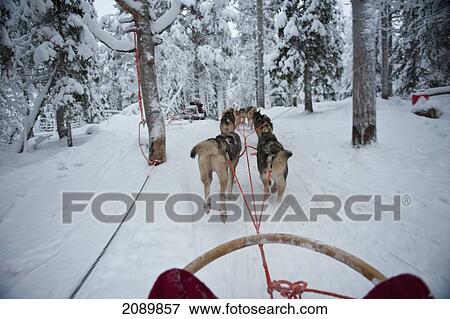 Stock Photo - Husky Sled Tour At The Polar Speed Husky Farm, Levi, Lapland, Finland. Fotosearch