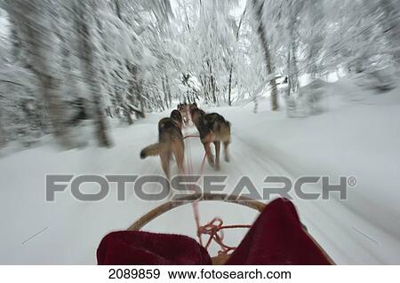 Stock Photo - Husky Sled Tour At The Polar Speed Husky Farm, Levi, Lapland, Finland. Fotosearch