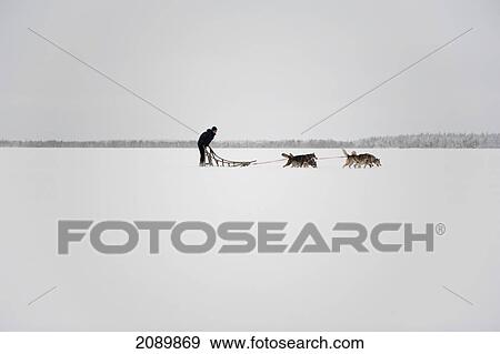 Stock Photo - Husky Sled Tour At The Polar Speed Husky Farm, Levi, Lapland, Finland. Fotosearch