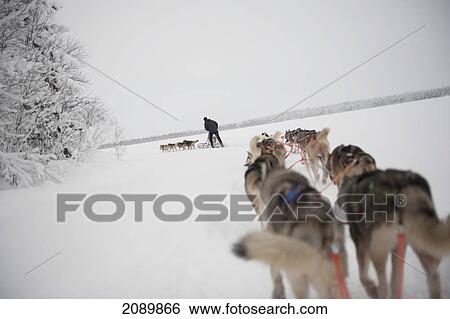 Stock Photograph - Husky Sled Tour At The Polar Speed Husky Farm, Levi, Lapland, Finland. Fotosearch