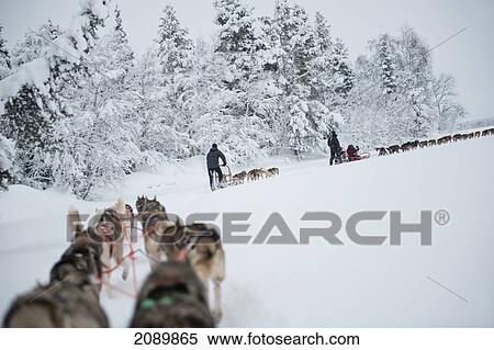 Stock Photography - Husky Sled Tour At The Polar Speed Husky Farm, Levi, Lapland, Finland. Fotosearch
