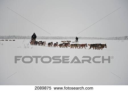 Husky Sled Tour At The Polar Speed Husky Farm, Levi, Lapland, Finland View Large Photo Image Stock Photography - Husky Sled Tour At The Polar Speed Husky Farm, Levi, Lapland, Finland. Fotosearch