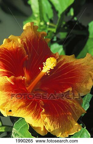 Stock Photography - Hybrid Hibiscus Yellow And Orange. Fotosearch