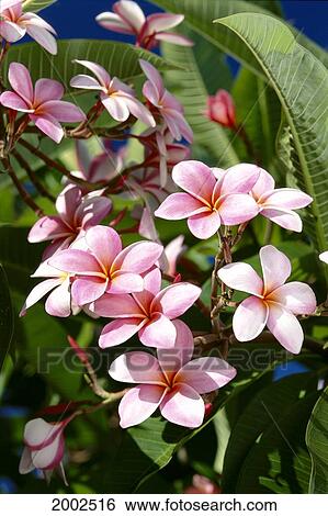 Hybrid Pink White And Yellow Plumeria Flowers On Tree View Large Photo Image Stock Photograph - Hybrid Pink White And Yellow Plumeria Flowers On Tree. Fotosearch