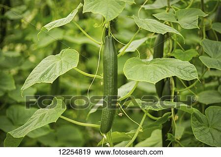 Stock Photo - Hydroponic cucumber production in greenhouse; Cordova, Maryland, United States of America. Fotosearch
