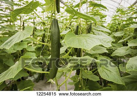 Hydroponic cucumber production in greenhouse; Cordova, Maryland, United States of America View Large Photo Image Stock Photography - Hydroponic cucumber production in greenhouse; Cordova, Maryland, United States of America. Fotosearch