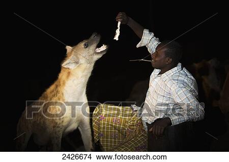 Picture - Hyenas are fed nightly by hand just outside the old city walls; Harar, Ethiopia. Fotosearch
